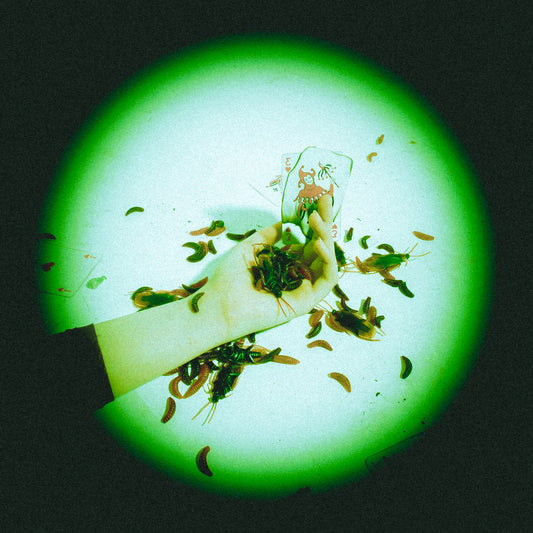 vedawave 'Only Paradise Lost' Digital Album